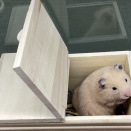 ゴールデンハムスターくん