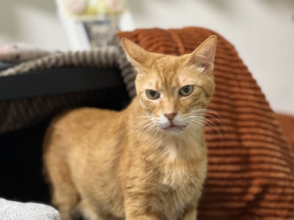 ベテラン子猫、最後の日々　20260211