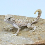 『【新入荷】カータートゲオ、ベルツノ、イグアナ、コーンなどなど』の画像