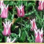 麻生区 はるひ野・若葉台･黒川の生活事典