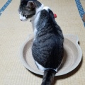 タラーン