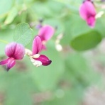 みかん農家のこだわりみかん栽培の日々