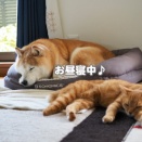 寝ている犬猫♪