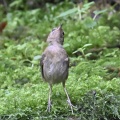 ヤブサメ