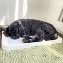 用途が違う…
