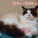 ルルちんの圧を感じております…(；´Д｀)