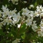 マー坊のリハビリ写真撮り歩き日記