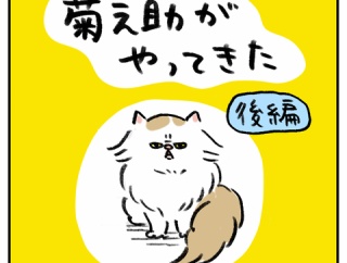 保護猫 菊之助がやってきた【後編】