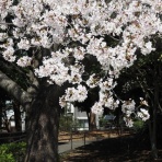 モハメイドペーパーの　　　　　　何が出てくるか 2.2