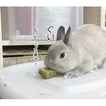 うさぎのルリ(10/31追記)