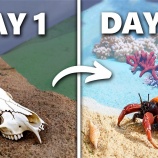 『テラリウムで30日間ビーチの環境をシミュレートしてみた』の画像