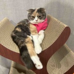 もなかちゃんブログ