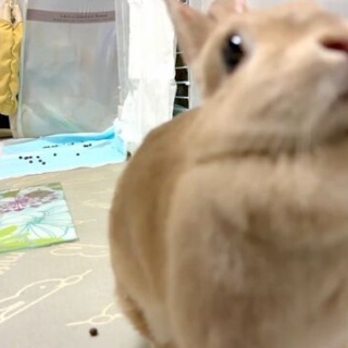 うのくらし