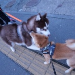 柴わんこと暮らす日々