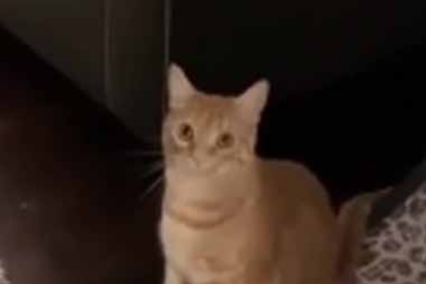 猫の動画 ねこわん！ - 回し車