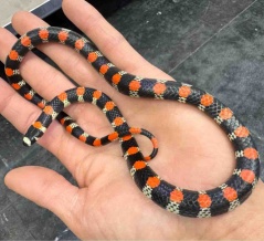 ヘビ・ヤモリ新着！　マダガスカル便＋α！