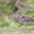 芝生を歩くオオジシギ Latham's Snipe