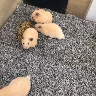 小動物コーナー