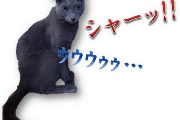 病気の猫にしてあげられること : あおきいろ帳