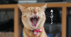 まる子の大あくび♪