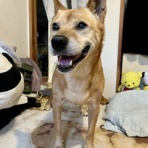 cocomi_chiyokichiのblog