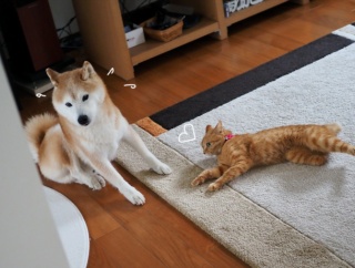 安眠妨害猫！