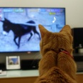猫とテレビ見た♪