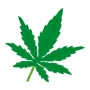 【怖すぎ】札幌でも大麻グミを食べた2人が病院搬送！大麻使用の判定キットで陽性反応