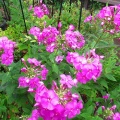2026-105写真俳句17★(0706）花魁草