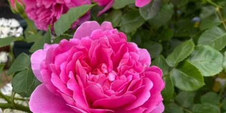 ローズライフ Eの小庭 Da プリンセスアン