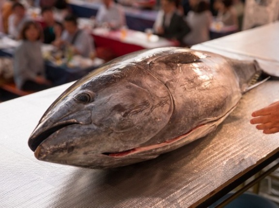 周年祭でイベント盛りだくさん！マグロの解体ショーも！『アル・プラザ金沢』で『お楽しみイベント』開催。5月16日、17日。