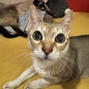 新しいお友達が来たのにゃ！