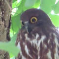 蔵出し画像2026鑁阿寺のアオバズク5🦉📸（足利市）
