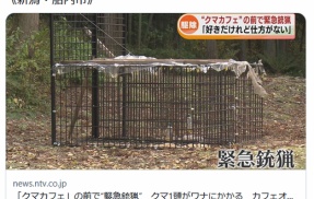 【（・(ｪ)・）】「クマカフェ」の前で緊急銃猟　クマ1頭がワナにかかる　カフェオーナーの女性「好きだけれど仕方がない」新潟・胎内市