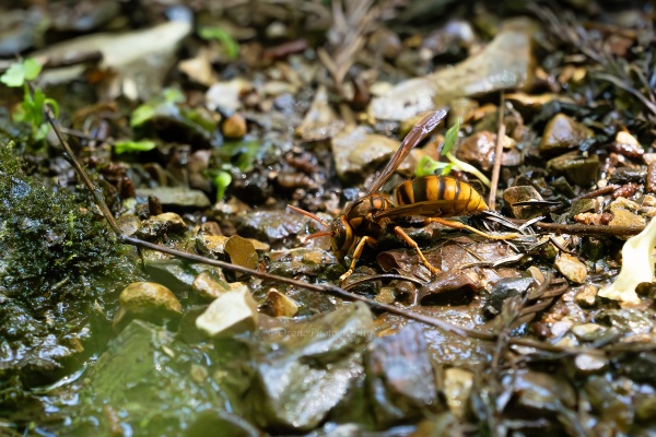 ムック写真 Switch Zx330-3 6HK1 Oil Pressure Sensor Switch 1-82410170-1