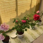 �������θ����衡���������߲�ð