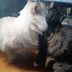 soundprofilerの音楽夜話