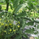 今、畑で咲いている野菜の花　⑤