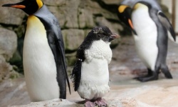 ペンギンの同性カップル、両親からヒナを誘拐　デンマークの動物園