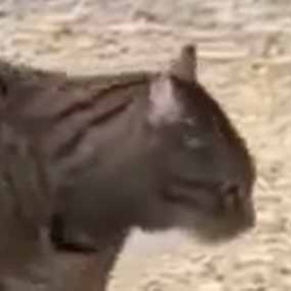 猫の動画 ねこわん！