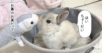 うさぎのルリ(12/8追記)