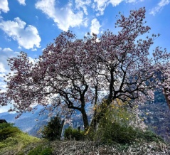 取材旅行 in ティチーノ州 🇨🇭