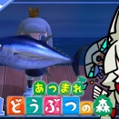 あつ森初心者、念願のマグロ美味しそう『カブの日Part：６』【あつまれどうぶつの森】【配信】#21
