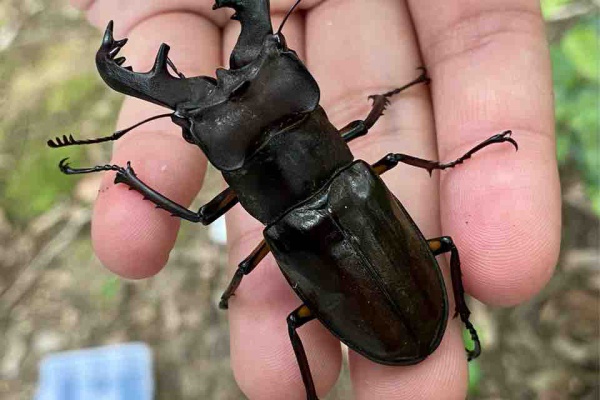 黒虫農場 - 飼育記