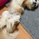 犬助