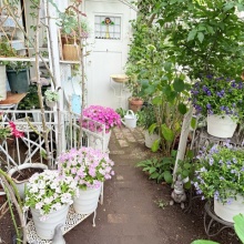 無農薬(ᵔᴥᵔ)♡♡挿し穂♡可愛いお庭♡ガーデニング♡ 無農薬(ᵔᴥᵔ)♡♡挿し穂♡可愛いお庭♡ガーデニング♡ 観葉植物