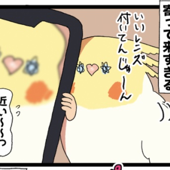 飼い主のスマホと愛鳥さん 番外編‼️