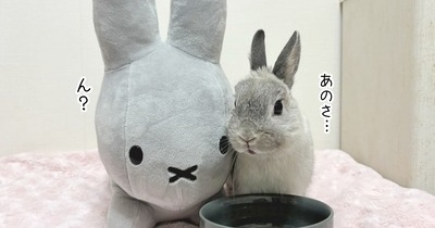 うさぎのルリ(3/20追記)