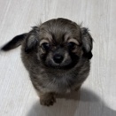 【通常ブログ】チワックス