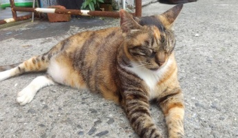 台湾の猫村で猫のお昼寝を撮ってきた
